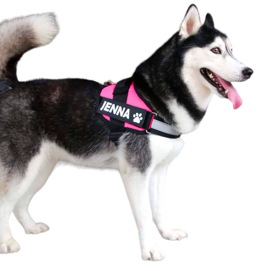 Arnes Para Husky Personalizado Uso Rudo