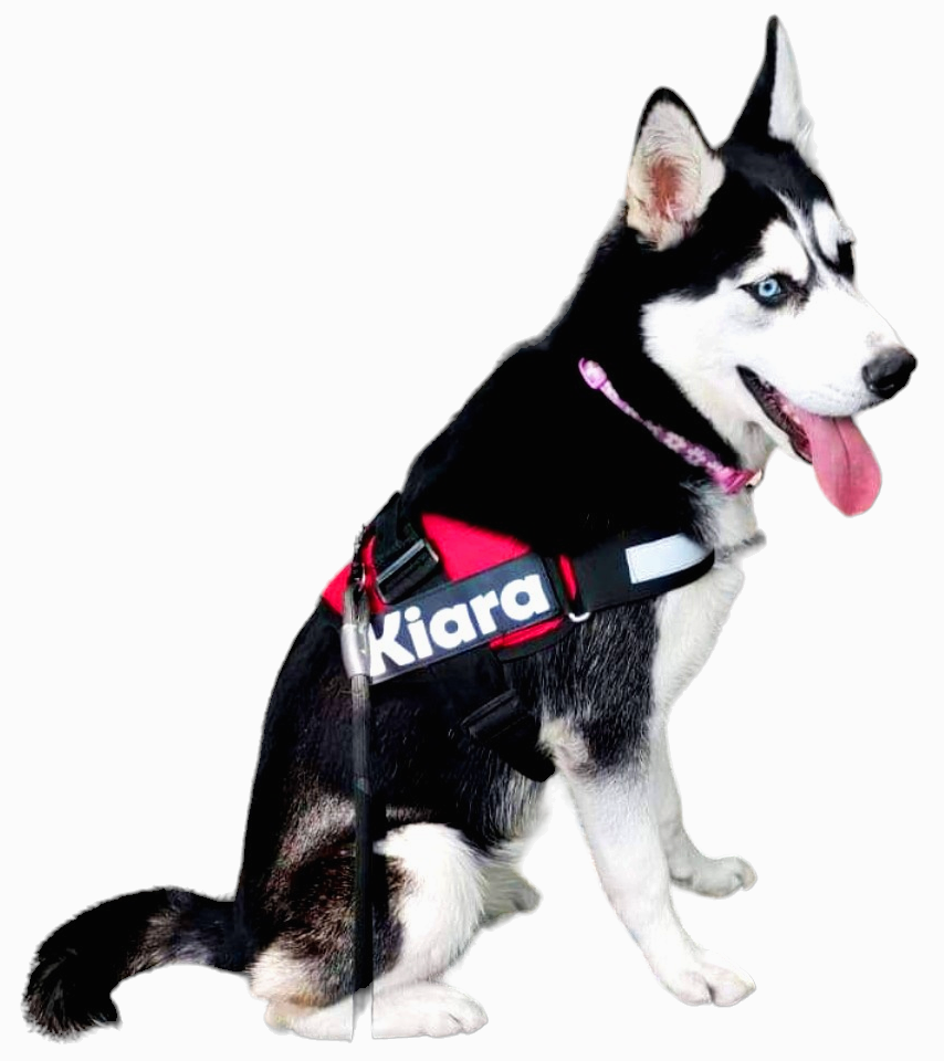 Arnes Para Husky Personalizado Uso Rudo