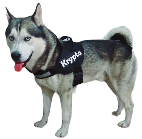 Arnes Para Husky Personalizado Uso Rudo