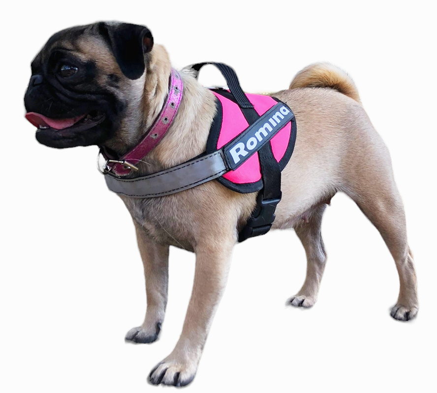 Arnes Para Pug Personalizado Uso Rudo