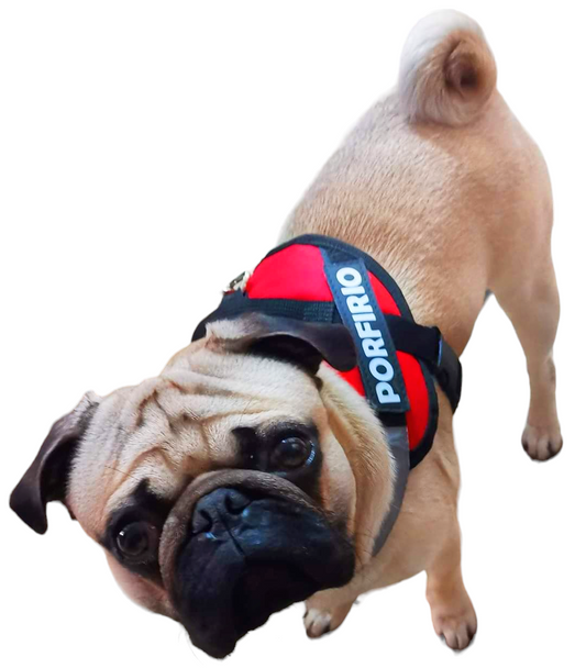 Arnes Para Pug Personalizado Uso Rudo