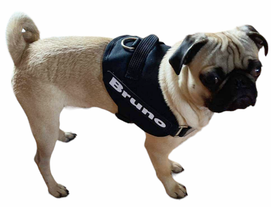 Arnes Para Pug Personalizado Uso Rudo