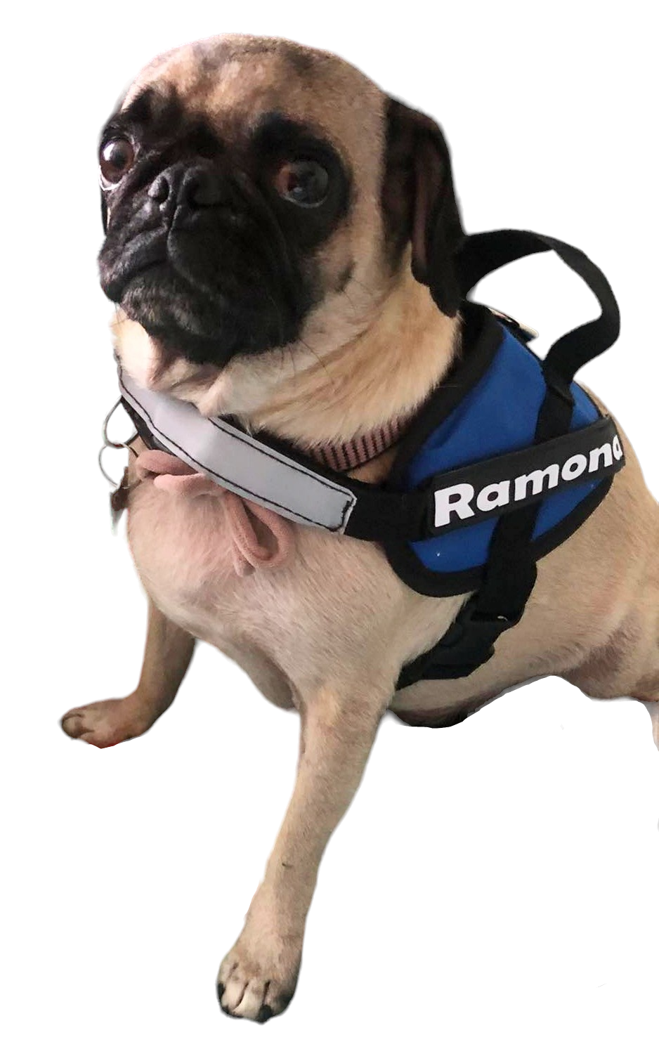 Arnes Para Pug Personalizado Uso Rudo