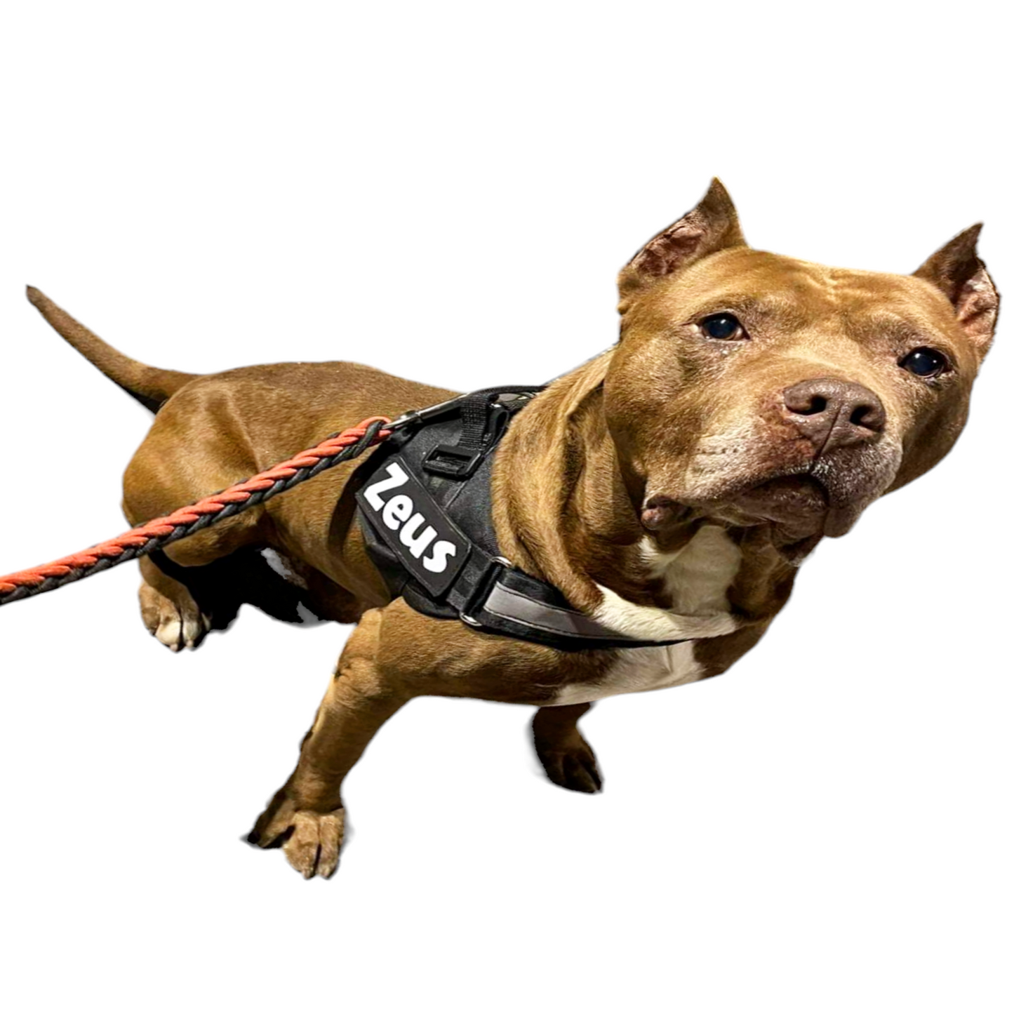 Arnes Para Pitbull Personalizado Uso Rudo