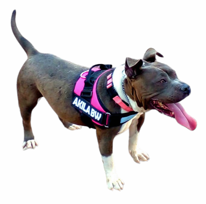 Arnes Para Pitbull Personalizado Uso Rudo