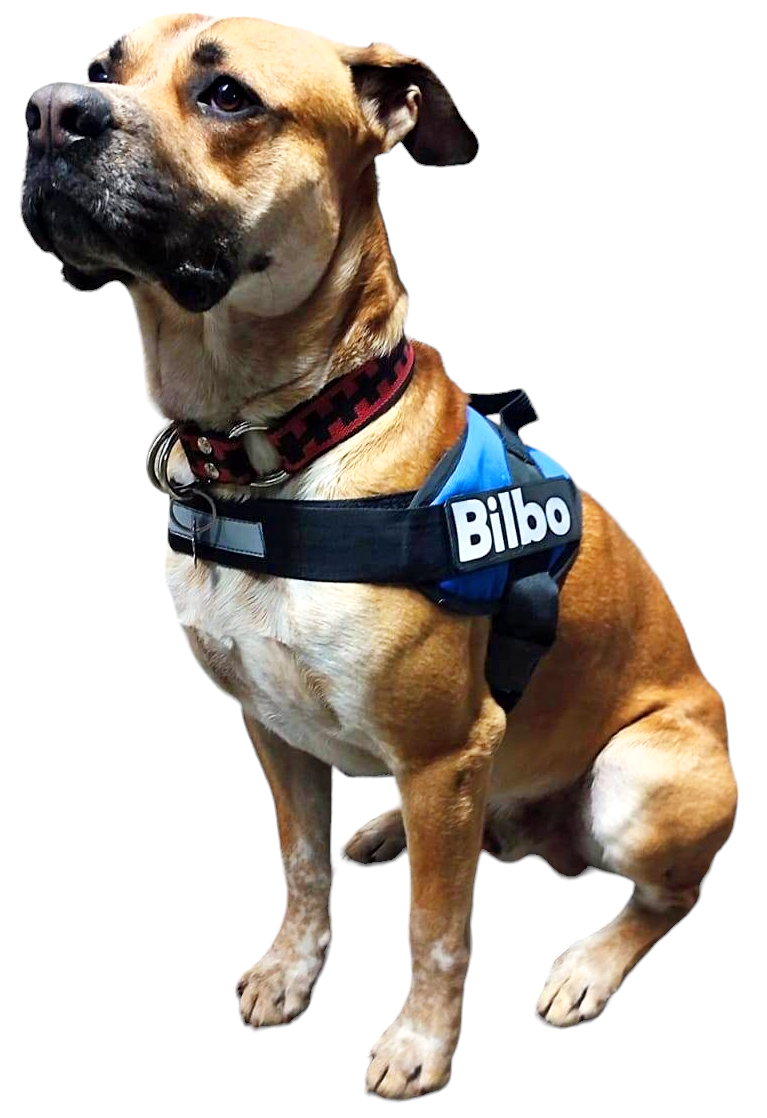 Arnes Para Pitbull Personalizado Uso Rudo